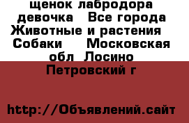 щенок лабродора девочка - Все города Животные и растения » Собаки   . Московская обл.,Лосино-Петровский г.